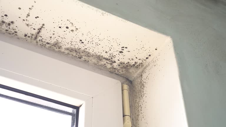 Mold Removal for HVAC Installations